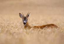 Caccia di selezione al capriolo, ok della Toscana Caccia di selezione al capriolo in Toscana, capriolo in un campo coltivato