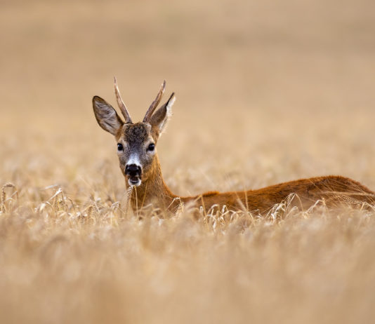 Caccia di selezione al capriolo, ok della Toscana Caccia di selezione al capriolo in Toscana, capriolo in un campo coltivato