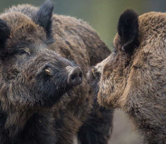 Caccia di selezione durante la fase due dell’emergenza sanitaria: pressioni della cabina di regia Caccia di selezione durante la fase due dell'emergenza sanitaria: due cinghiali in lotta