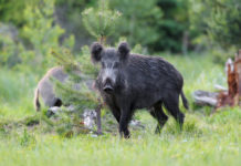 Caccia di selezione in Lombardia: Rolfi annuncia novità Caccia di selezione in Lombardia: cinghiale nel bosco
