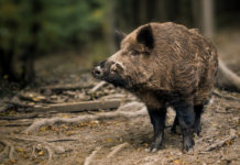 Cinghiali in Toscana: ecco i numeri del 2019 e i piani 2020-2021 Cinghiali in Toscana