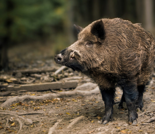 Cinghiali in Toscana: ecco i numeri del 2019 e i piani 2020-2021 Cinghiali in Toscana