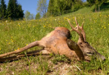 I calibri per la caccia al capriolo I calibri per la caccia al capriolo