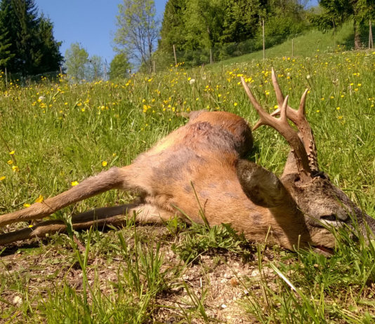 I calibri per la caccia al capriolo I calibri per la caccia al capriolo