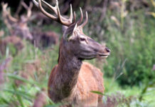 I calibri per la caccia al cervo I calibri per la caccia al cervo: cervo in un prato primaverile, di tre quarti