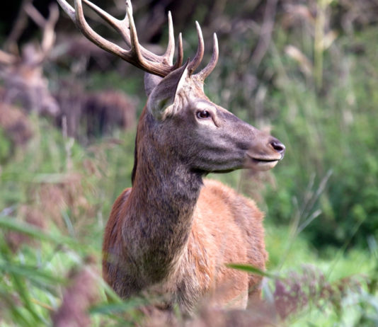 I calibri per la caccia al cervo I calibri per la caccia al cervo: cervo in un prato primaverile, di tre quarti