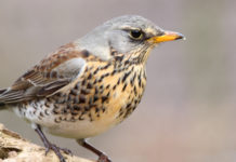 Migrazione prenuziale della cesena, Federcaccia commenta i dati del progetto migrazione prenuziale della cesena: cesena su un ramo