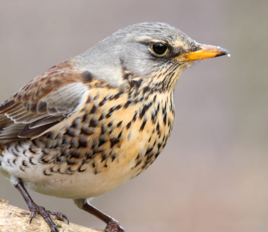 Migrazione prenuziale della cesena, Federcaccia commenta i dati del progetto migrazione prenuziale della cesena: cesena su un ramo