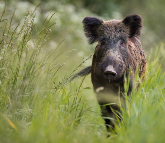 Ok a caccia di selezione in Toscana caccia di selezione in Toscana: cinghiale nell'erba