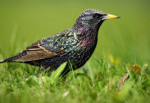 Ok alla caccia in deroga allo storno in Toscana caccia in deroga allo storno in Toscana