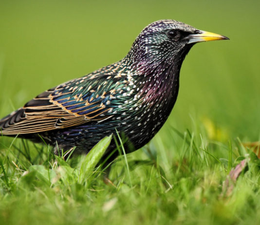 Ok alla caccia in deroga allo storno in Toscana caccia in deroga allo storno in Toscana