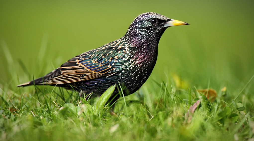 Ok alla caccia in deroga allo storno in Toscana caccia in deroga allo storno in Toscana