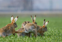 Pubblicato documento su strategia per la biodiversità in Europa 2020-2030 biodiversità in Europa 2020-2030: lepri in un prato