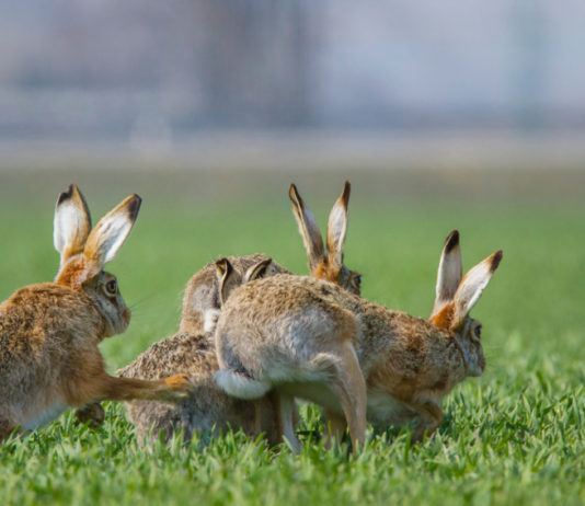 Pubblicato documento su strategia per la biodiversità in Europa 2020-2030 biodiversità in Europa 2020-2030: lepri in un prato