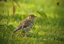 Richiami vivi, le mosse della Lombardia Richiami vivi: tordo bottaccio nell'erba