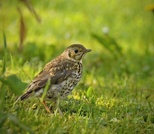 Richiami vivi, le mosse della Lombardia Richiami vivi: tordo bottaccio nell'erba