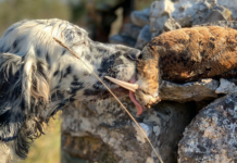 Beccacce che Passione 3 2020 vi aspetta in edicola Beccacce che Passione 3 2020