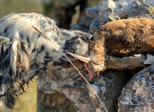 Beccacce che Passione 3 2020 vi aspetta in edicola Beccacce che Passione 3 2020