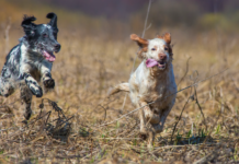 Cani da ferma: velocità e passione venatoria Cani da ferma