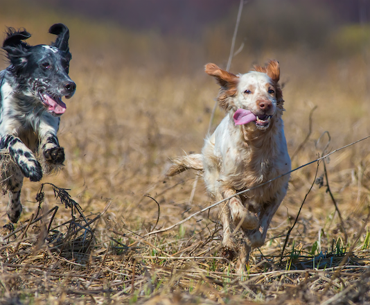 Cani da ferma: velocità e passione venatoria Cani da ferma