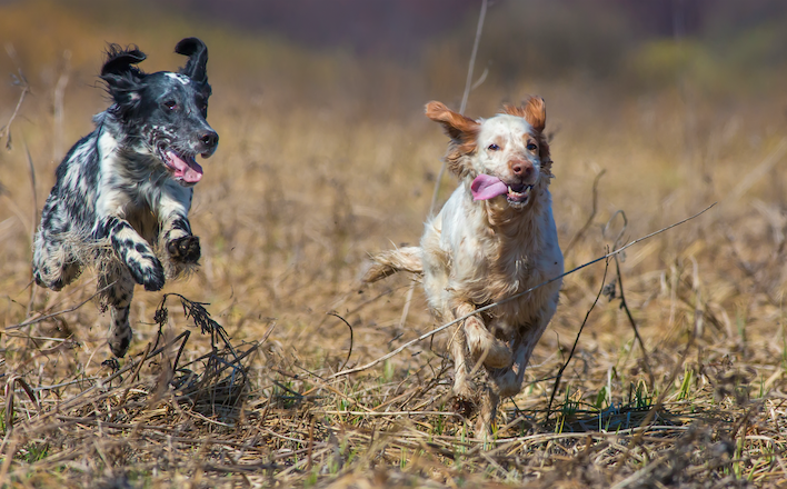 Cani da ferma Cani da ferma