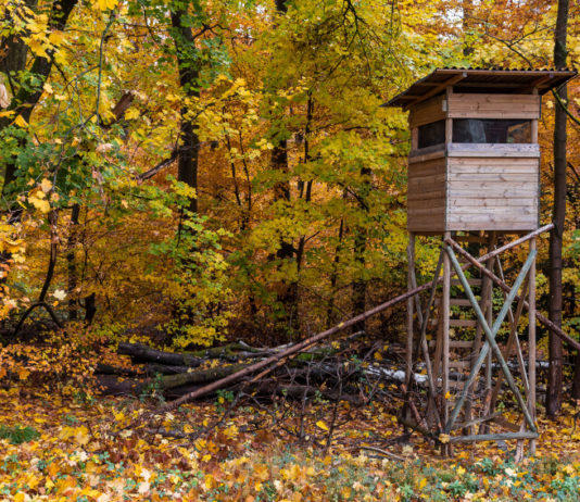Tassa di concessione per porto d’armi prorogato: Cct chiede chiarimenti Tassa di concessione per porto d’armi: altana da caccia in ambiente autunnale