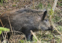Toti riavvia la caccia di selezione in Liguria caccia di selezione in Liguria: cinghiale di profilo, a cartolina
