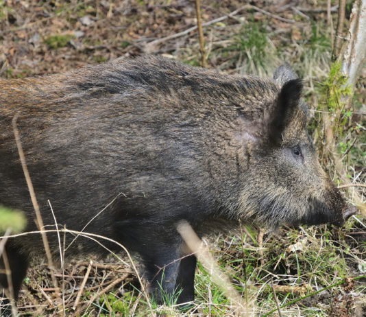 Toti riavvia la caccia di selezione in Liguria caccia di selezione in Liguria: cinghiale di profilo, a cartolina