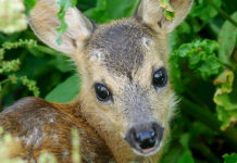 Tutela della fauna selvatica: il vademecum di Acv Grezzana Tutela della fauna selvatica il vademecum di Acv Grezzana