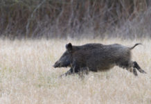 Urca Bologna: “No controllo faunistico, priorità alla caccia di selezione” caccia di selezione al cinghiale