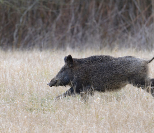 Urca Bologna: “No controllo faunistico, priorità alla caccia di selezione” caccia di selezione al cinghiale