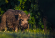 “Evitiamo che i cacciatori debbano risarcire i danni da cinghiale” danni da cinghiale: cinghiale nella foresta