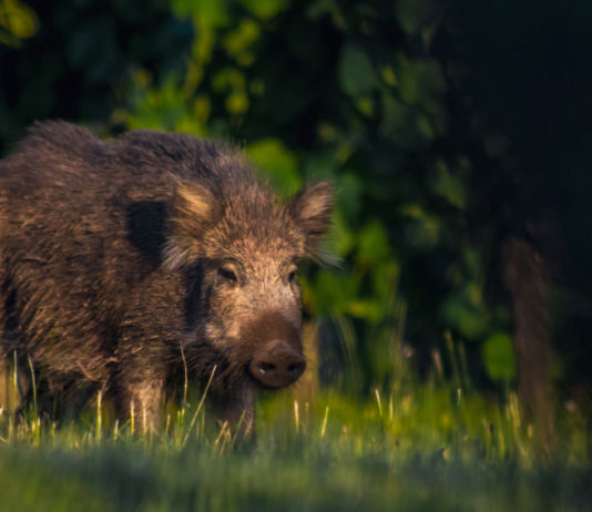 “Evitiamo che i cacciatori debbano risarcire i danni da cinghiale” danni da cinghiale: cinghiale nella foresta