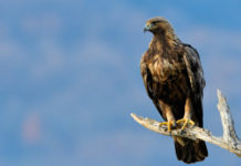 Aquila reale uccisa in Alto Adige, Una Onlus: “Cacciatore primo nemico del bracconiere” aquila reale uccisa in Alto Adige: aquila reale su un ramo