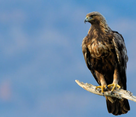 Aquila reale uccisa in Alto Adige, Una Onlus: “Cacciatore primo nemico del bracconiere” aquila reale uccisa in Alto Adige: aquila reale su un ramo