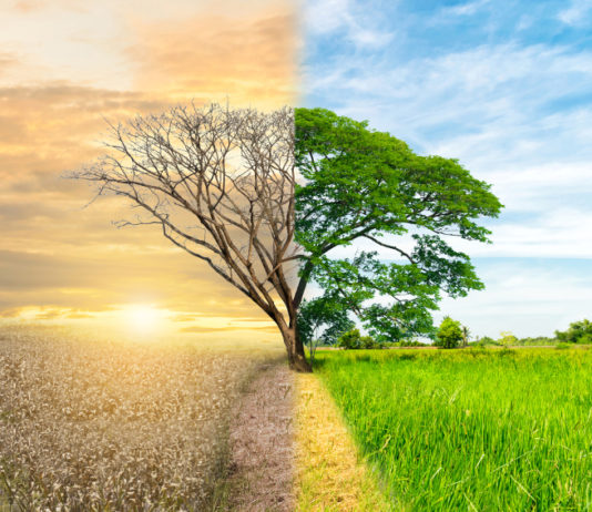 Biodiversità a rischio: due ministri al tavolo di Ispra Biodiversità a rischio: albero metà secco e metà rigoglioso, rappresenta la crisi ambientale