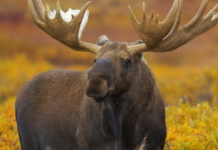 Caccia Magazine luglio 2020 in edicola dal 19 giugno Caccia Magazine luglio 2020 in edicola dal 19 giugno: alce in primo piano