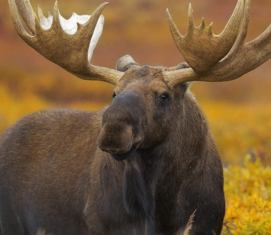 Caccia Magazine luglio 2020 in edicola dal 19 giugno Caccia Magazine luglio 2020 in edicola dal 19 giugno: alce in primo piano