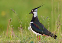 Caccia a moriglione e pavoncella, Bruzzone interroga ministro caccia a moriglione e pavoncella: pavoncella (Vanellus vanellus) in un prato