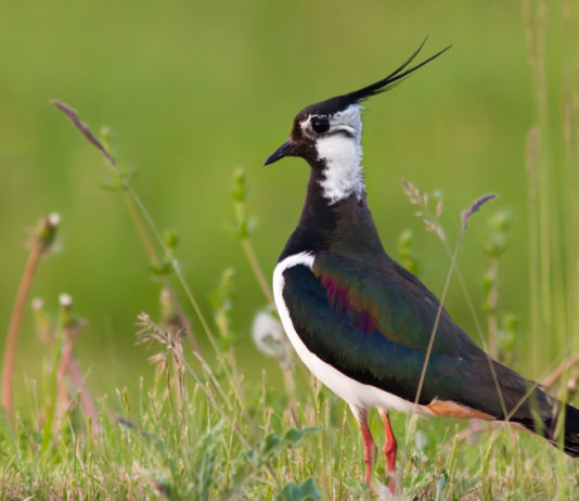 Caccia a moriglione e pavoncella, Bruzzone interroga ministro caccia a moriglione e pavoncella: pavoncella (Vanellus vanellus) in un prato