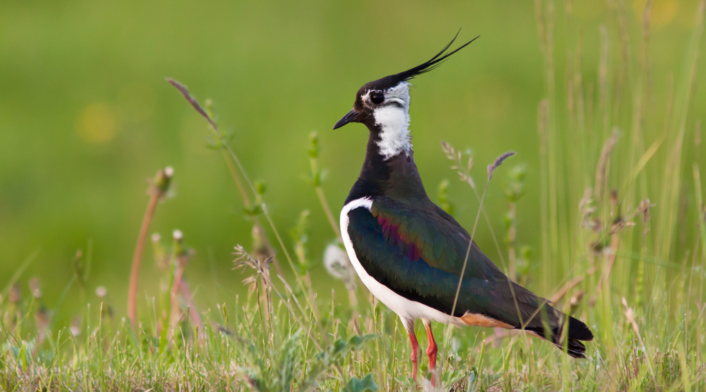Caccia a moriglione e pavoncella, Bruzzone interroga ministro caccia a moriglione e pavoncella: pavoncella (Vanellus vanellus) in un prato