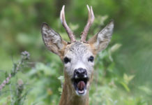 Caccia al capriolo in Emilia Romagna: giunta approva piani di prelievo caccia al capriolo in Emilia Romagna: capriolo maschio in primo piano