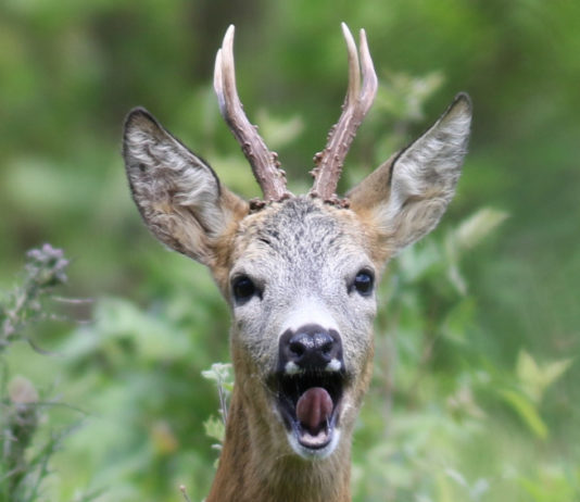 Caccia al capriolo in Emilia Romagna: giunta approva piani di prelievo caccia al capriolo in Emilia Romagna: capriolo maschio in primo piano