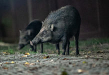 Caccia al cinghiale di notte: la decisione dell’Abruzzo Caccia al cinghiale di notte: la decisione dell’Abruzzo
