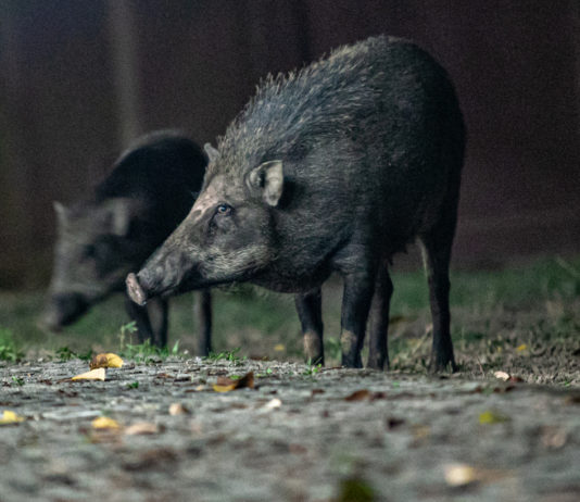 Caccia al cinghiale di notte: la decisione dell’Abruzzo Caccia al cinghiale di notte: la decisione dell’Abruzzo