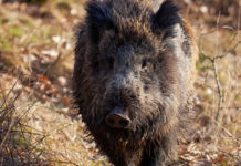 Caccia di selezione al cinghiale in Lombardia: la situazione per Provincia Caccia di selezione al cinghiale in Lombardia: cinghiale in primo piano