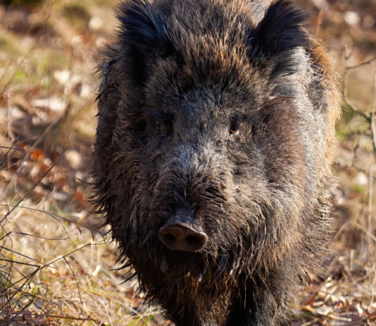 Caccia di selezione al cinghiale in Lombardia: la situazione per Provincia Caccia di selezione al cinghiale in Lombardia: cinghiale in primo piano