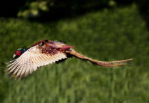 Gestione della selvaggina stanziale fondamentale per Arcicaccia Umbria: la lettera alla Regione gestione della selvaggina stanziale: fagiano in volo