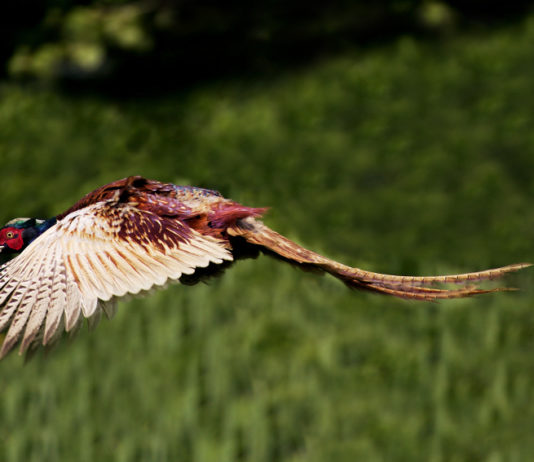 Gestione della selvaggina stanziale fondamentale per Arcicaccia Umbria: la lettera alla Regione gestione della selvaggina stanziale: fagiano in volo
