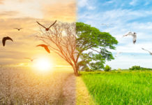 Giornata mondiale dell’ambiente, Federcaccia: “Cacciatori fondamentali per tutela habitat” giornata mondiale dell'ambiente: albero metà secco e metà rigoglioso, a simboleggiare la difesa della biodiversità